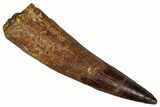 Fossil Spinosaurus Tooth - Real Dinosaur Tooth #355726-1